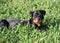 Rottweiler in the grass