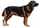 Rottweiler isolated on white background,  hand drawn illustration