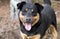 Rottweiler and Kelpie mixed breed dog outside on leash