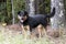 Rottweiler and Kelpie mixed breed dog outside on leash