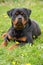 Rottweiler laying