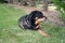 Rottweiler laying on grass