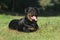 Rottweiler lying on green lawn