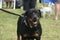 Rottweiler male during a pet event