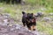 Rottweiler Male Puppy Running