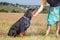 Rottweiler with mistress hand