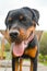 Rottweiler Mix Dog pet smiling happy