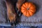 Rottweiler paws with miniature orange pumpkin