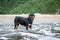 The Rottweiler playing at the beach