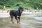 The Rottweiler playing at the beach