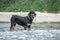 The Rottweiler playing at the beach