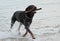 Rottweiler playing in the sea