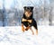 Rottweiler plays in the snow