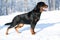 Rottweiler plays in the snow