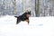 Rottweiler plays in the snow