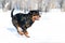 Rottweiler plays in the snow