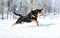 Rottweiler plays in the snow