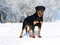 Rottweiler plays in the snow