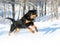Rottweiler plays in the snow