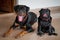 Rottweiler a popular family guardian dog and pug with distinct features