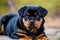 Rottweiler. Portrait of a beautiful Rottweiler dog playing in the park. Generative AI