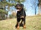 Rottweiler portrait in meadow