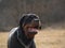 Rottweiler portrait in meadow