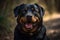 Rottweiler Portrait Outside, Generative AI