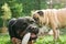 Rottweiler and Pug dogs playing in the garden