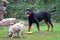 Rottweiler and Pug dogs playing in the garden