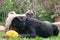 Rottweiler and Pug dogs playing in the garden