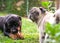 Rottweiler and Pug dogs playing in the garden