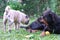 Rottweiler and Pug dogs playing in the garden