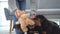 Rottweiler puppies biting plush teddy bear