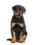 Rottweiler puppy, 10 weeks, sitting against white background