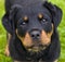 Rottweiler puppy