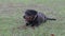 Rottweiler puppy dog lying on grass.