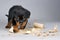 rottweiler puppy dragging a torn paper poster