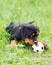 Rottweiler puppy on a grass