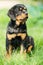 Rottweiler puppy on a grass