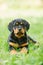 Rottweiler puppy on a grass