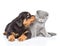 Rottweiler puppy kissing scottish kitten. Isolated on white