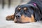 Rottweiler puppy laying down being lazy