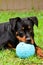 Rottweiler Puppy Lays with Chewed Up Blue Ball