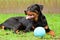 Rottweiler Puppy Lays in Grass with Chewed Up Blue Ball