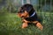 Rottweiler puppy lying down in an outdoor kennel in summer