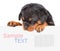 Rottweiler puppy peeking from behind empty board. isolated