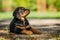 Rottweiler puppy on a playground