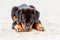 Rottweiler Puppy Resting On The Beach