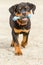 Rottweiler Puppy With Rubber Bone Toy